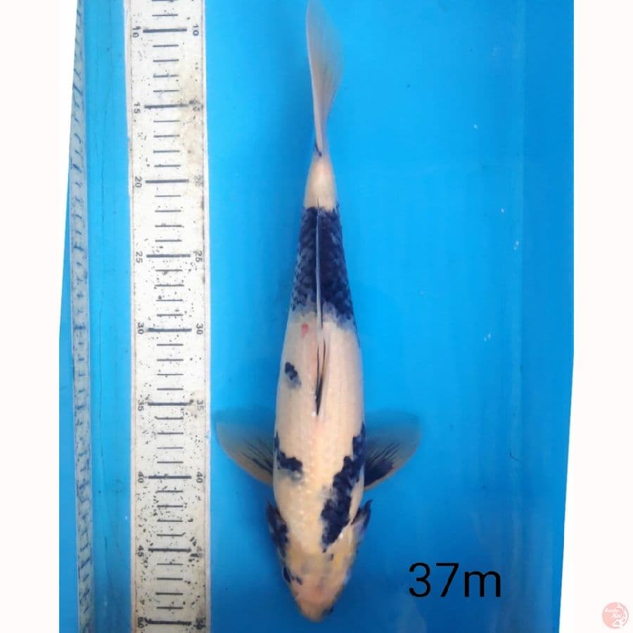 shiro, 37cm male