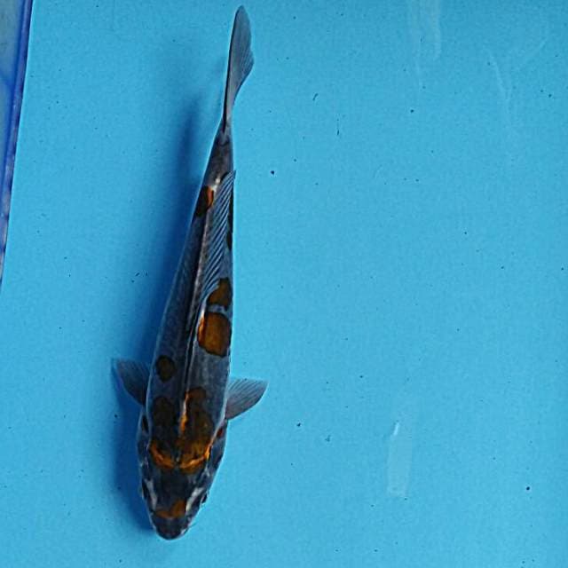 Kagame 25cm
