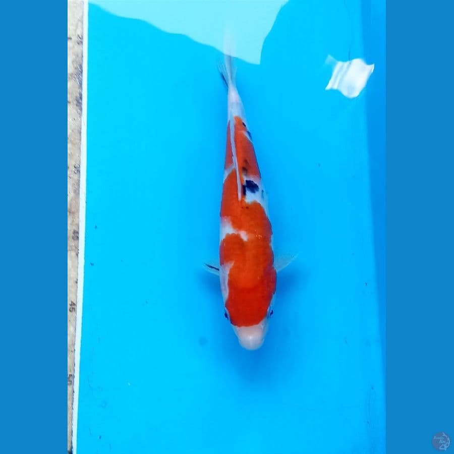 Sanke 24cm
