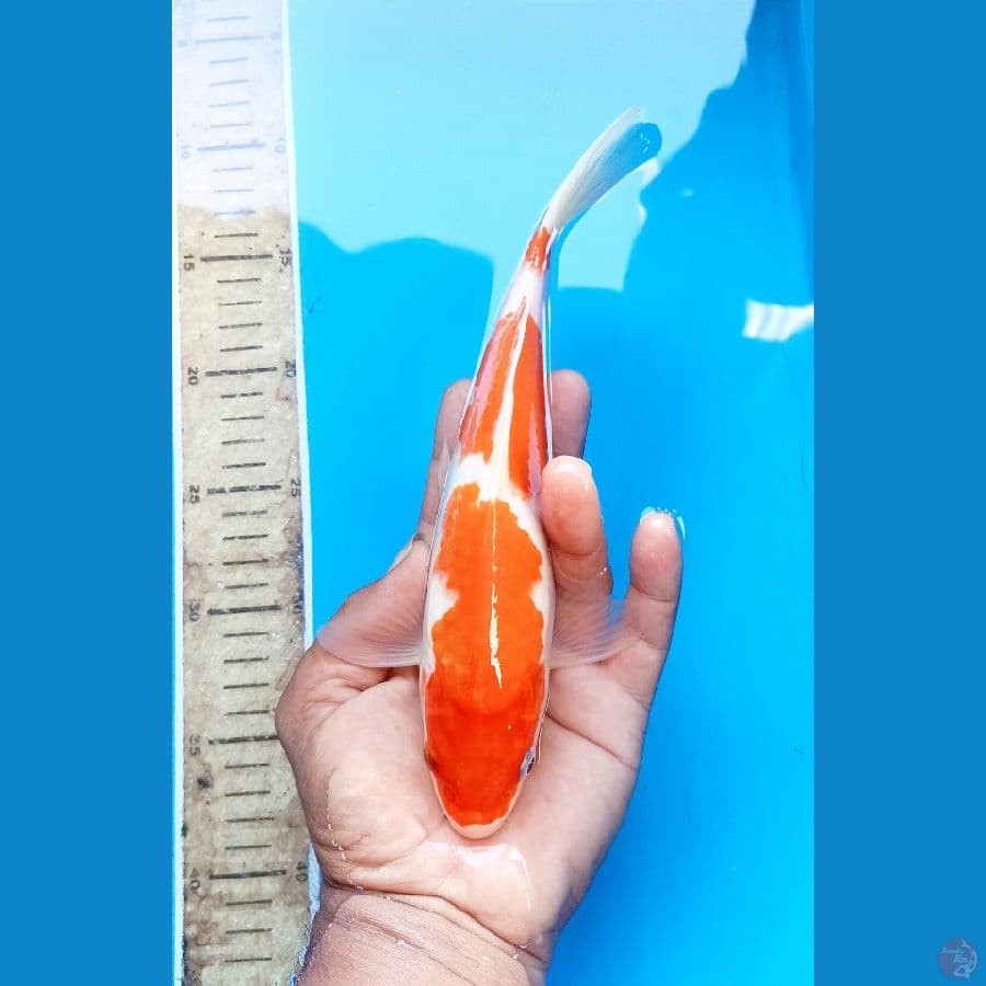 Kohaku 24cm