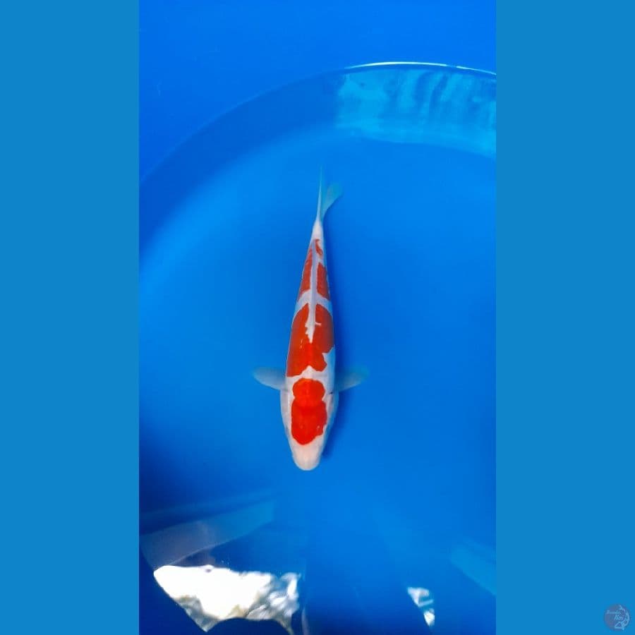 doitsu kohaku