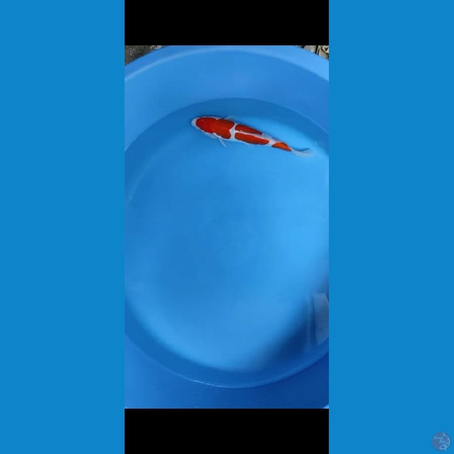 doitsu kohaku