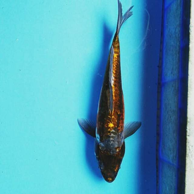Kawari antique 33cm