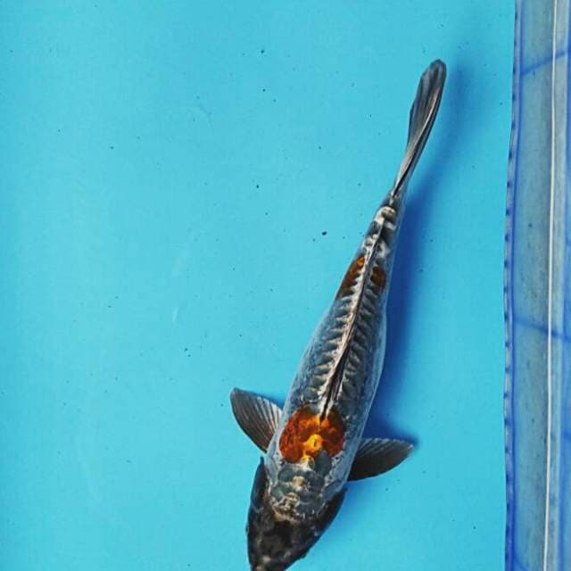 Pretty kiko 30cm