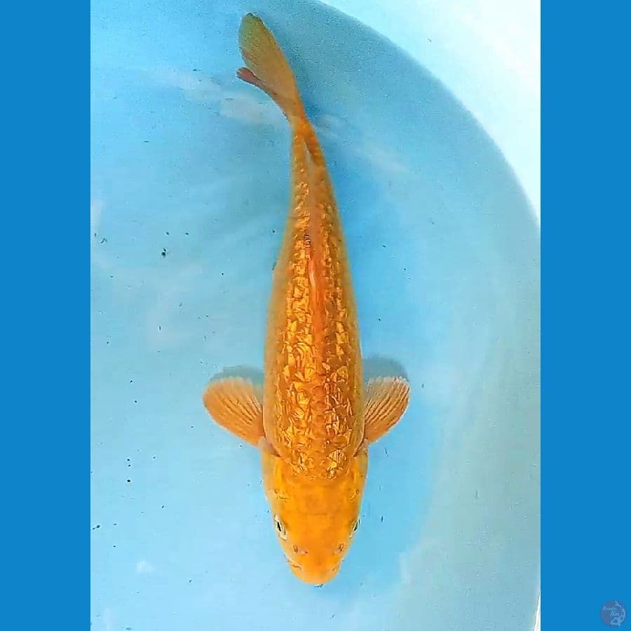 34 cm caramel ginrin male