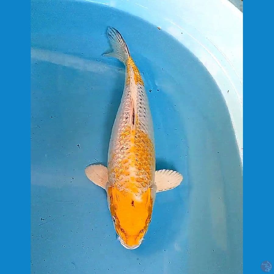 35 cm antikan ginrin fm