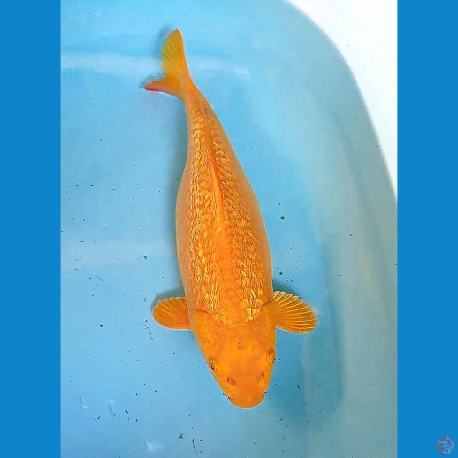 40 cm caramel ginrin gendong telur