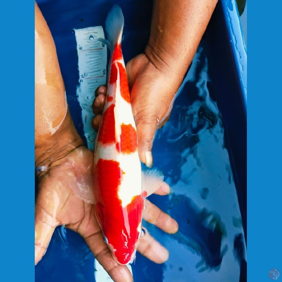 kohaku32cm jantan
