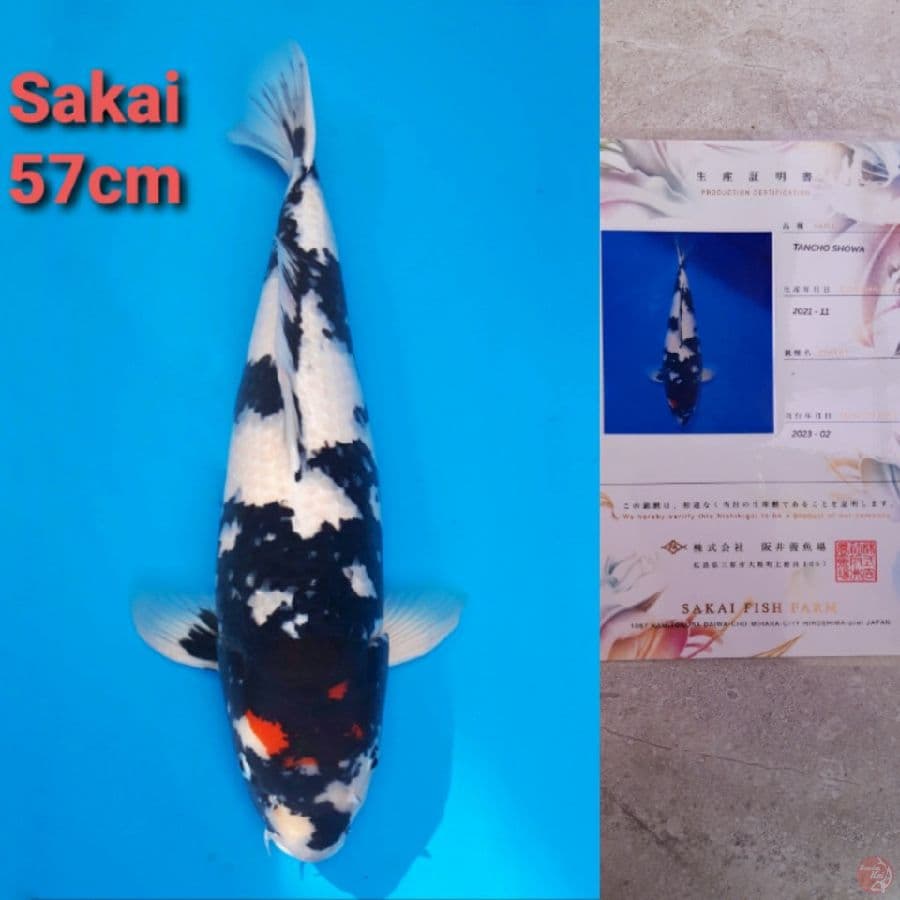 SAKAI TANCHO SHOWA 57CM SERTI