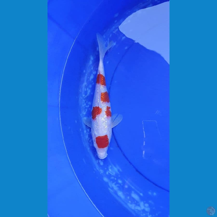 KOHAKU GINRIN