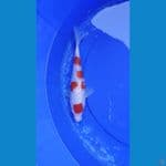 KOHAKU GINRIN 