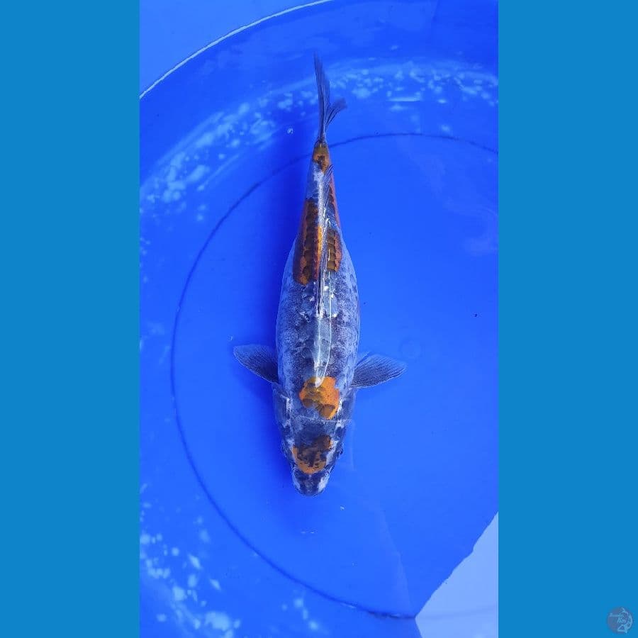 KIKORYU 35 CM