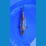 KIKORYU 35 CM