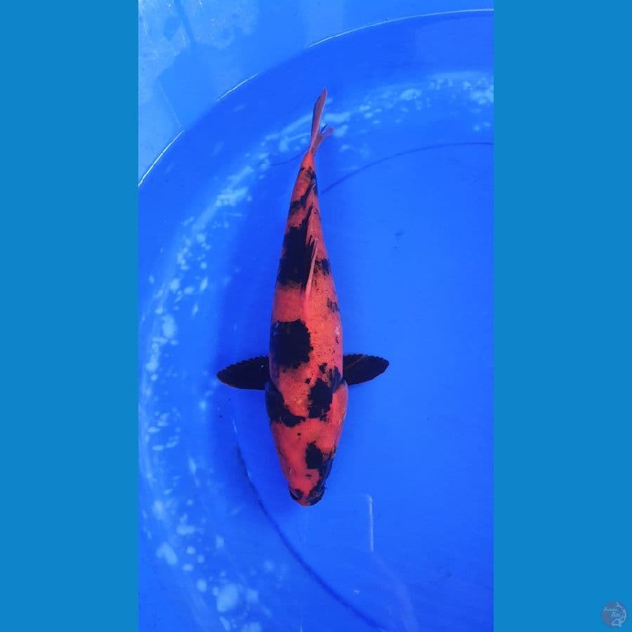 HI UTSURI 35 CM