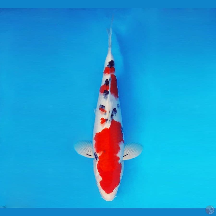 AKAGI 5 - Sanke 33 cm/fm ®