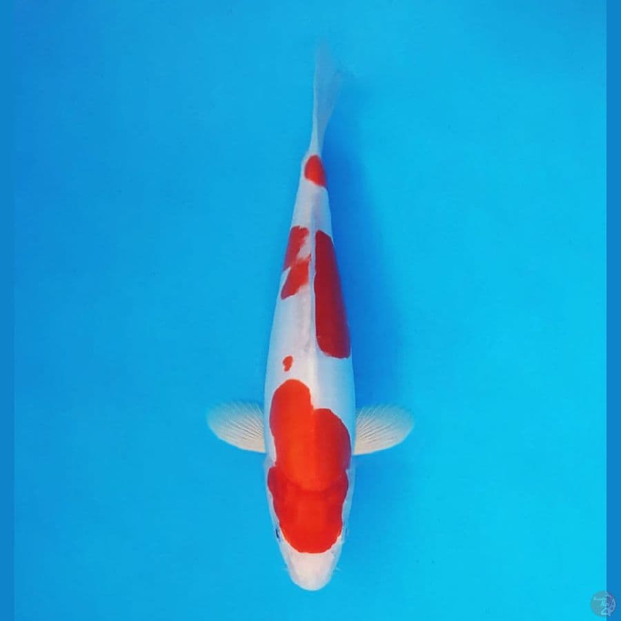 AKAGI 9 - Kohaku Doitsu 20 cm/fm ®