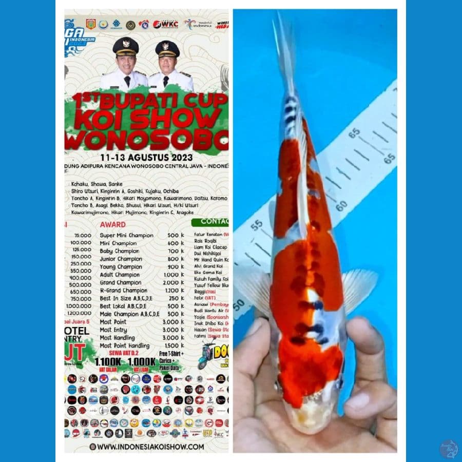 Ready wonosobo Kawari 24cm