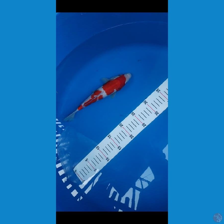 KOHAKU ORIGINAL 23 CM