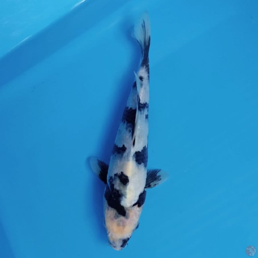 siro 27cm
