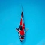 KINDAI SHOWA 27cm Female