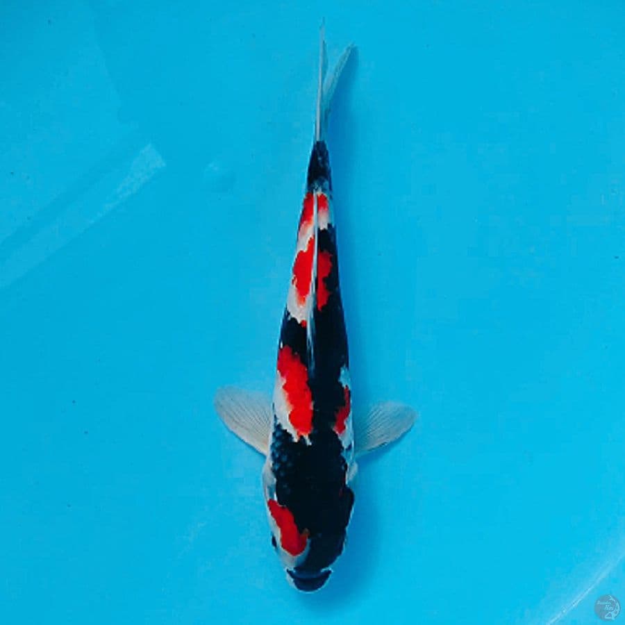 RED SHOWA SUMI QUALITY HQ 25cm male