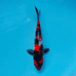 HI SHOWA POLA PETIR 23cm female