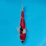 RED SHOWA QUALITY TATEGOI 28CM MALE