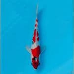 TATEGOI SHOWA SKIN HALUS 23cm male