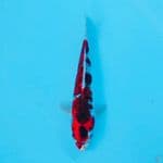 GOSHIKI GINRIN 24CM MALE