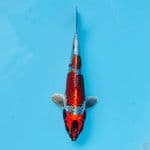 GINGGA ANTIK 20CM MALE