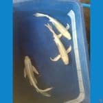 25cm slayer 3 ekor female 
