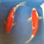 28cm Duo Kohaku