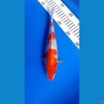 Kohaku 26cm 