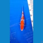 Kohaku 22cm