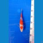 Kohaku 20cm