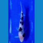 bekko bahan keep 15cm