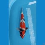 42cm Male ori