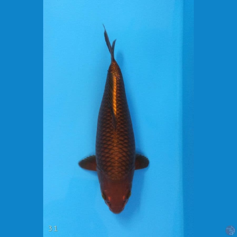 Cagoi Khusnul 31 cm