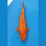 Red Karashi Ginrin SQ 32 cm