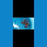 kujaku import saito 10 ekor