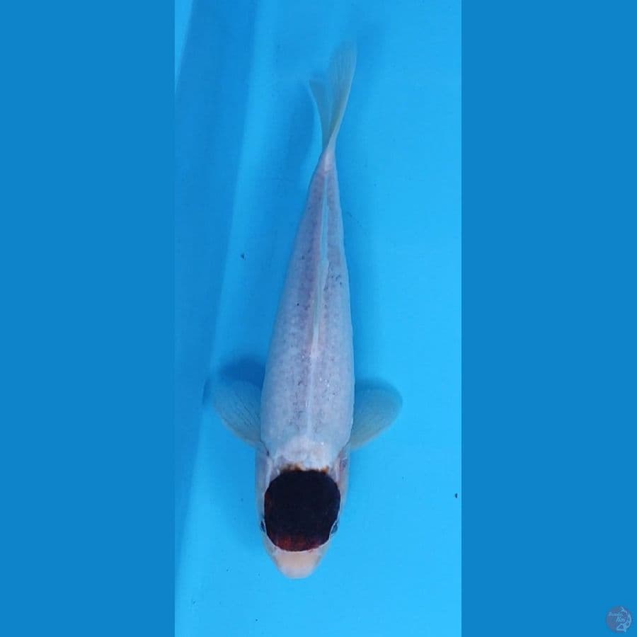 tanco budo koromo 25 cm male 