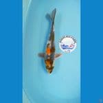 kin showa 38 cm