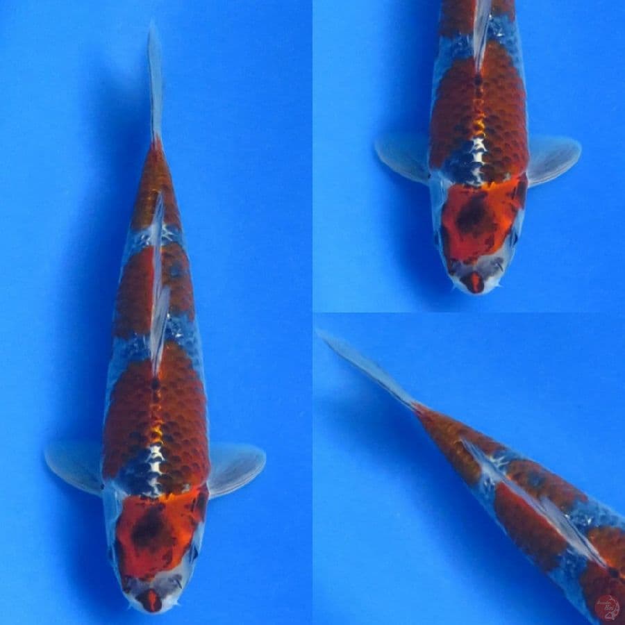 23cm , Goshiki Evo 
