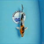 kin showa 24 cm