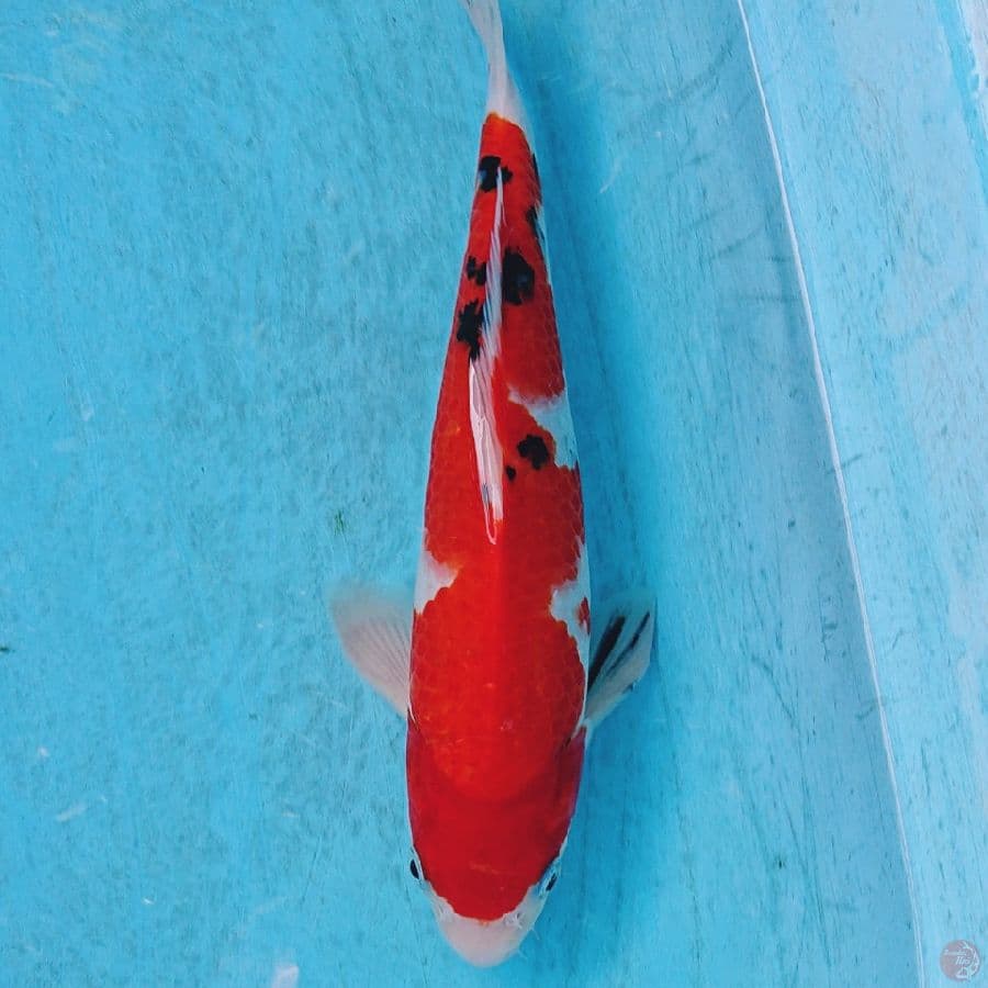 SANKE 28 CM