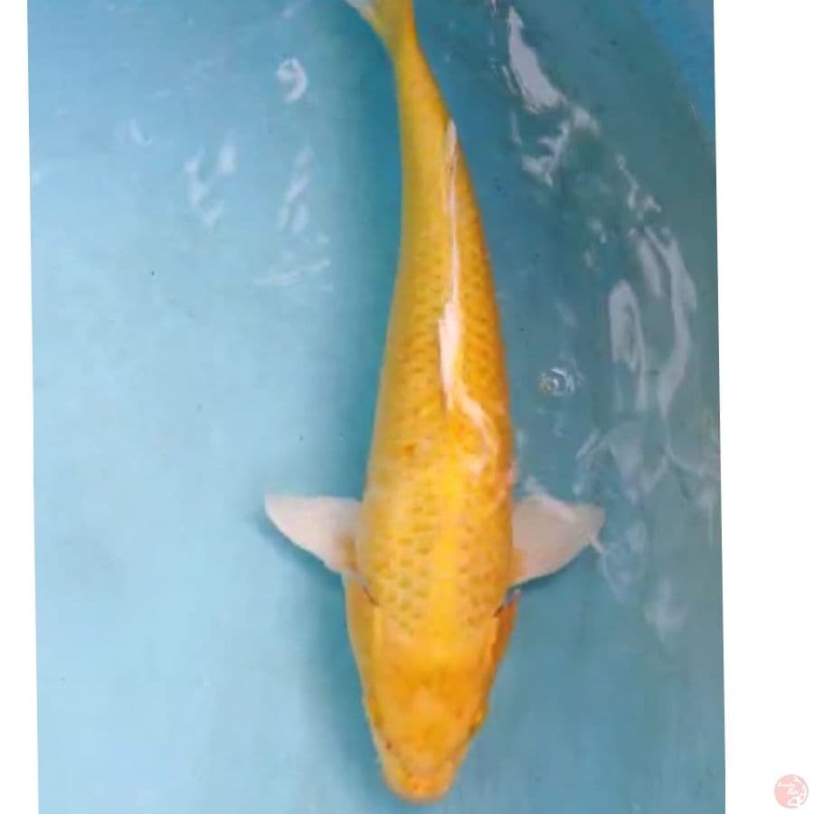YAMABUKI OGON 36 CM