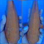 KARASHI MANGO CORN