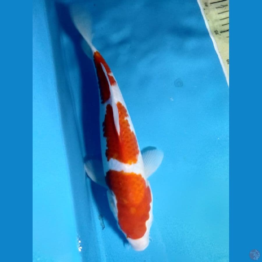 kohako 3step f30cm