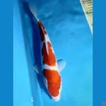 kohako 3step f30cm