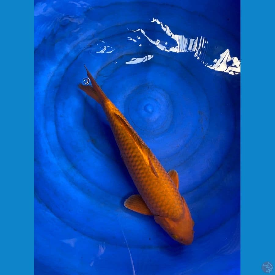 40 jantan punuk chagoi